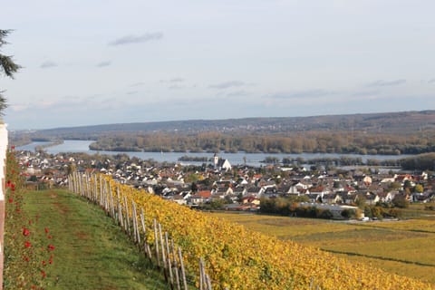 Land view from property