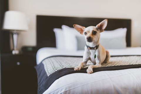 Superior Room, 1 Queen Bed | Premium bedding, pillowtop beds, desk, blackout drapes