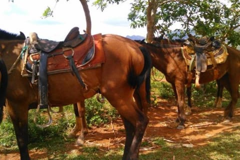 Horseback riding