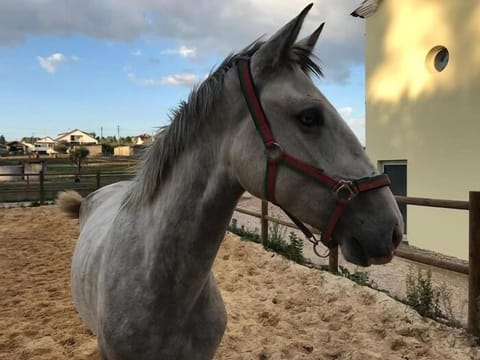 Horseback riding