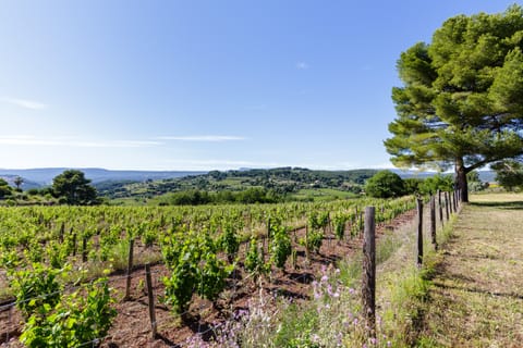 Family House, Ensuite, Vineyard View | View from property