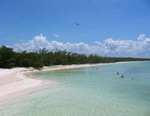 Beach shuttle