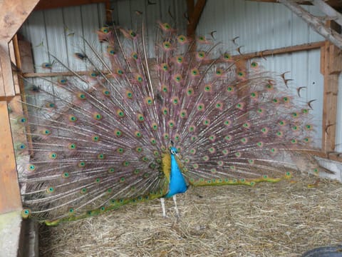 Children's activities