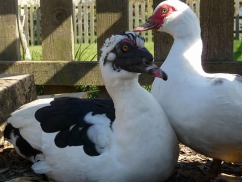 Cottage (Bramble) | Property grounds