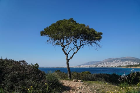 Beach nearby, sun loungers, beach umbrellas, 3 beach bars