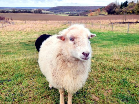 House | Property amenity