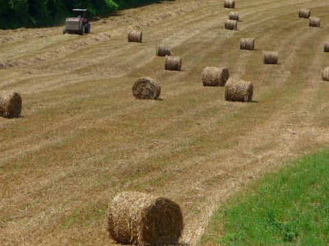 House | Property amenity