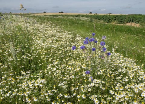 Cottage | View from property