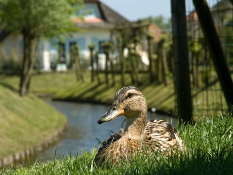 Villa | Interior detail