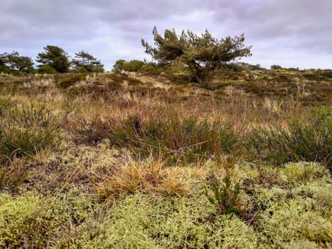 House | Miscellaneous