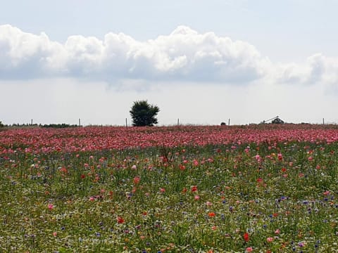 House | Miscellaneous