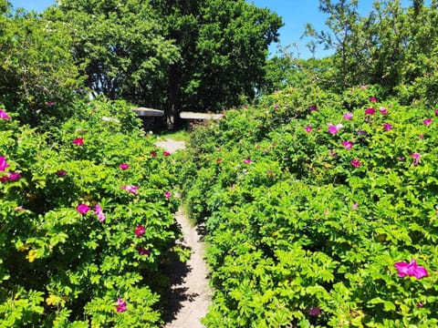 House | Property grounds