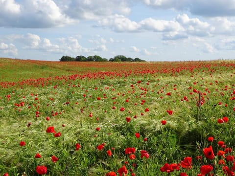 House | Miscellaneous