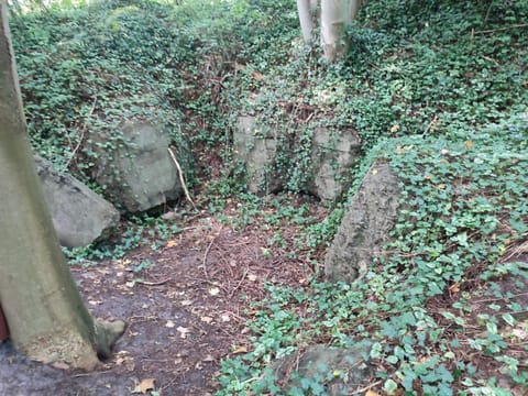 House | Property grounds