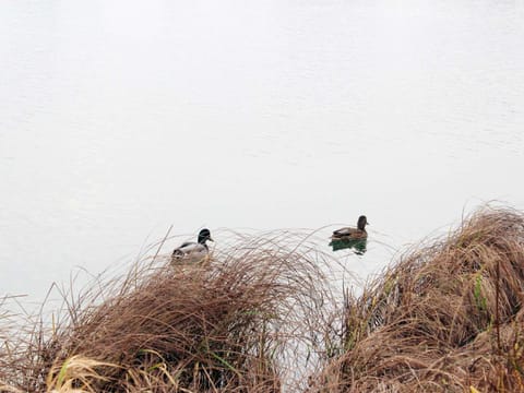 House | Miscellaneous