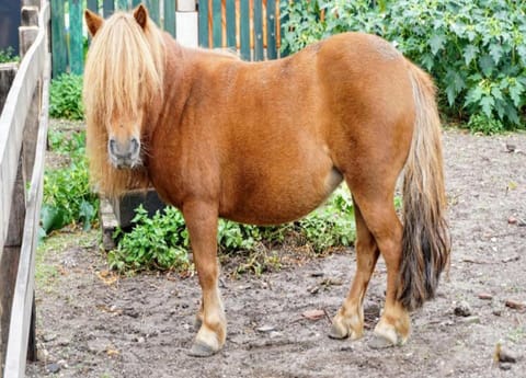 Tent | View from property