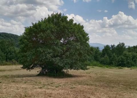 House | View from property