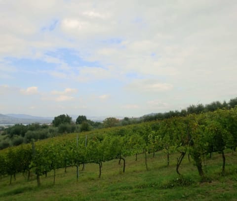 House | View from property