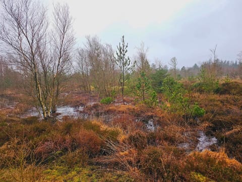 House | Miscellaneous