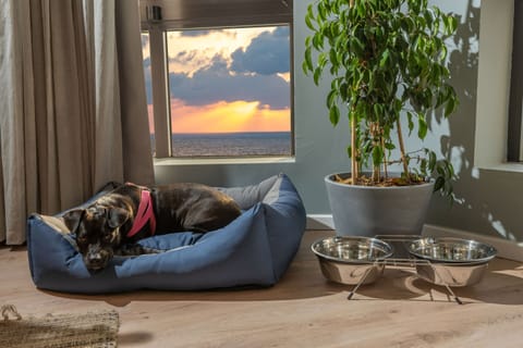 Suite Plus | Pet-friendly