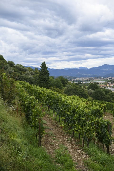 Comfort Room | View from room