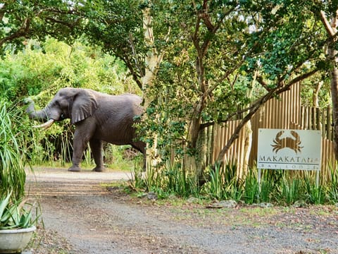 Game viewing