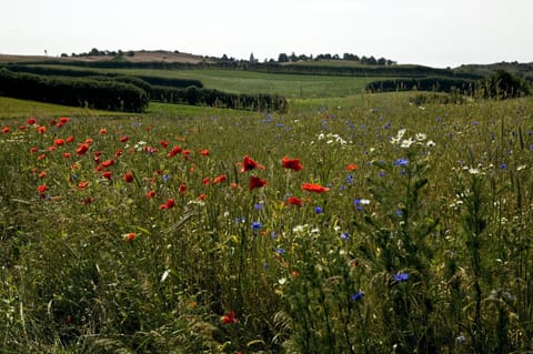 Land view from property