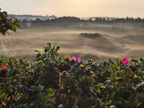 House | Miscellaneous