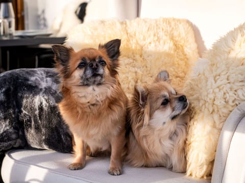 Alpenblick Apartment in Salzburgerland