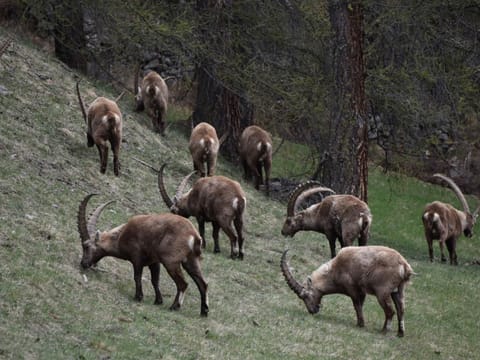 Chesa Urezza Apartment in Samedan