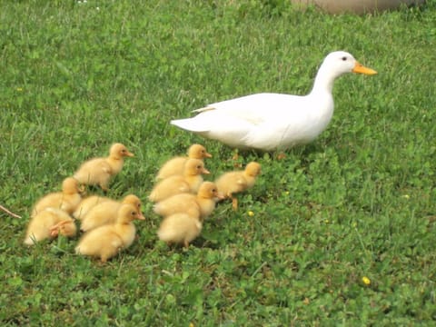 Duck's Cottage für einen Dolomitenurlaub Apartment in Feltre