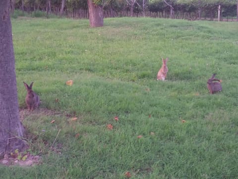 Appartement mit Balkon Apartment in Portorož