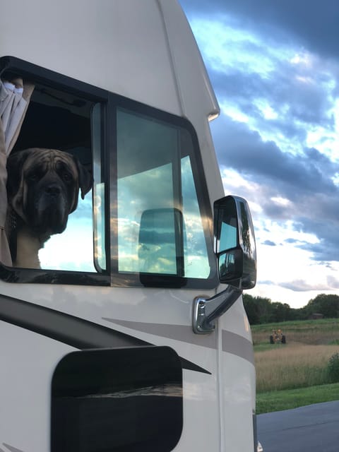 We're very dog friendly. That's 200lb Kingsley enjoying the view from the front seat