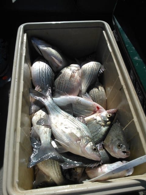 White bass by the box full limit 25 per person