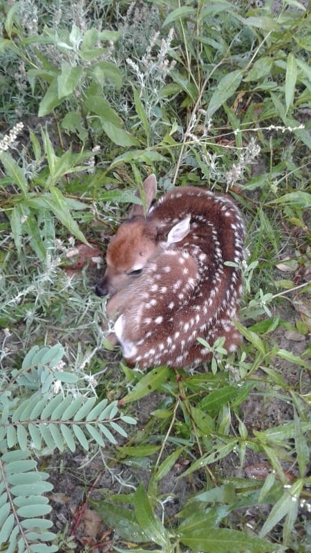 A newly born fawn early in the morning