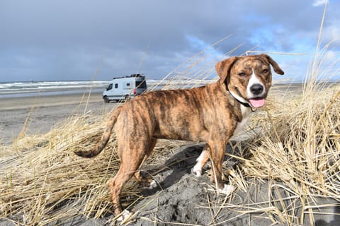 Lucy enjoying the sand dunes.