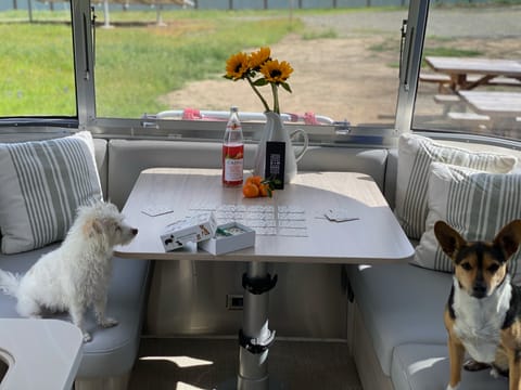 Don't forget to bring your pets! Fletch and Bella playing a game of cards at the dinette while we are on the road