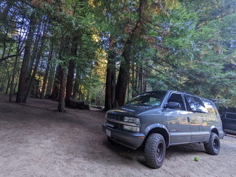 At the California redwoods