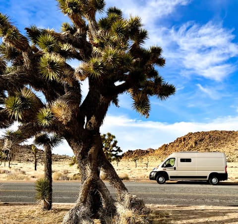 Goldie hanging out with the Joshua Trees 