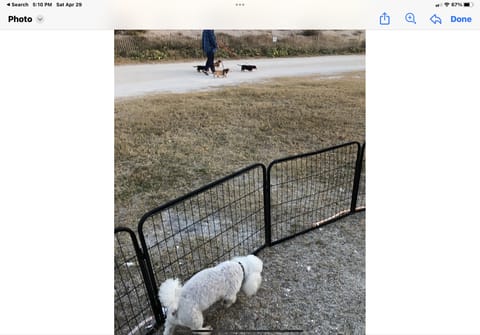 Dog walking the fence line.