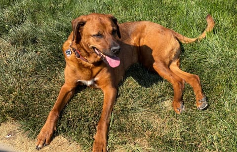 AngusVan - Stealth 2013 Dodge Grand Caravan converted by Contravans Campervan in Thornton