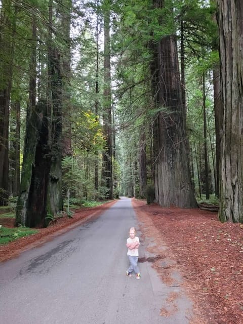 Humboldt Redwood Coast Camper's Dream ACV Airport Pickup Eureka, Arcata, CA Drivable vehicle in McKinleyville