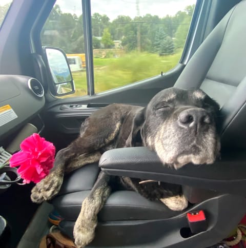 Van's best friend, Hawkeye. 