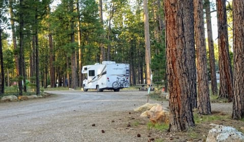 Among the pines at the Grand Canyon, Utah.