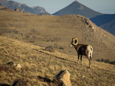 Edelweiss Mountain Haus - Estes big horned sheep
