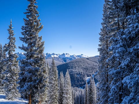 Snow-covered pine trees in a forest with a clear blue sky and distant mountain peaks.