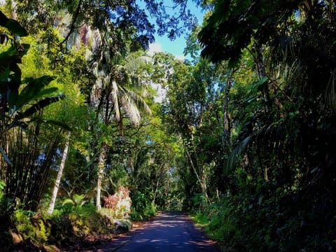 Scenic Road in Nearby Pahoa