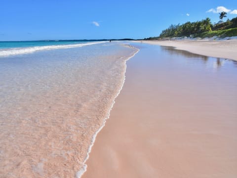 World Famous Pink Sands Beach.