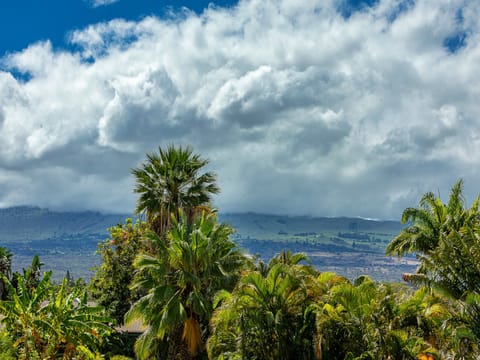 Gorgeous palm trees surround the property