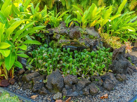 Tropical paradise, 1 of 3 water gardens!